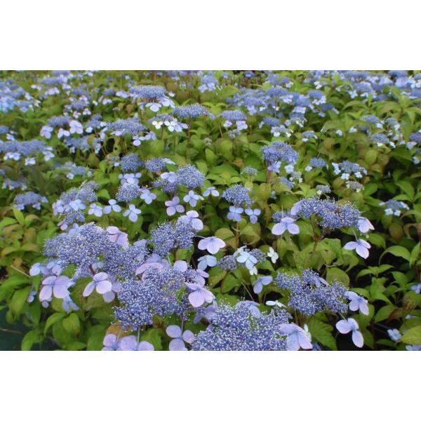 ヤマアジサイ（山紫陽花）苗木「庭木」　20〜50cm前後 |  | 04