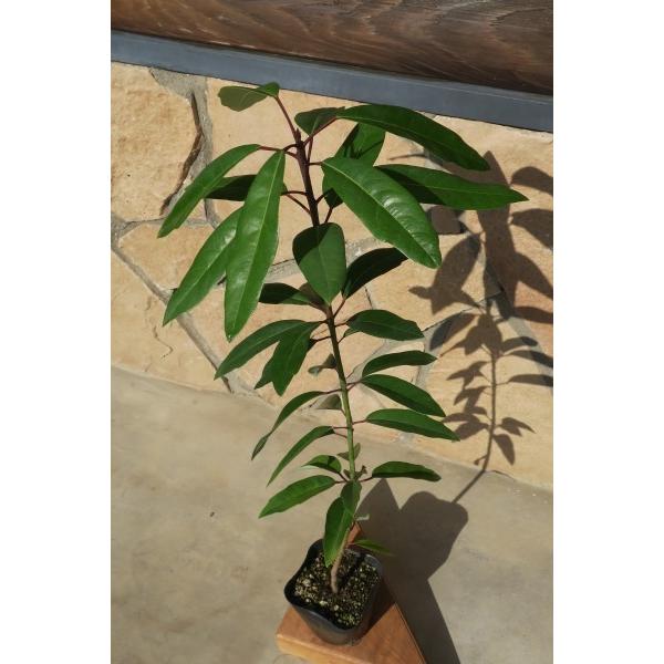 ユズリハ（譲葉）苗木「庭木」 30〜50cm前後 : キヨタキナーセリー