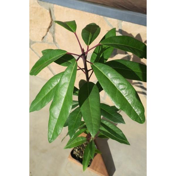 ユズリハ（譲葉）苗木「庭木」 30〜50cm前後 : キヨタキナーセリー