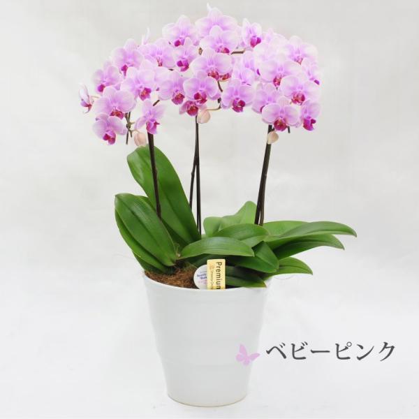 鉢植えの花 ギフトプレゼント 椎名洋ラン園 ミディ 胡蝶蘭 5.5号 3F 鉢花 コチョウラン 洋蘭 誕生日 還暦祝い 女性 古希 喜寿 お祝い 母 祖母の画像