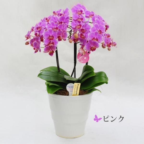鉢植えの花 ギフトプレゼント 椎名洋ラン園 ミディ 胡蝶蘭 5.5号 3F 鉢花 コチョウラン 洋蘭 誕生日 還暦祝い 女性 古希 喜寿 お祝い 母 祖母の画像