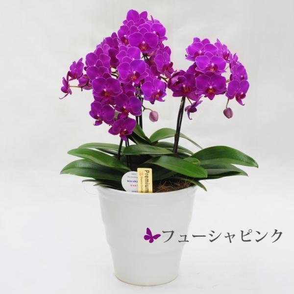 鉢植えの花 ギフトプレゼント 椎名洋ラン園 ミディ 胡蝶蘭 5.5号 3F 鉢花 コチョウラン 洋蘭 誕生日 還暦祝い 女性 古希 喜寿 お祝い 母 祖母の画像