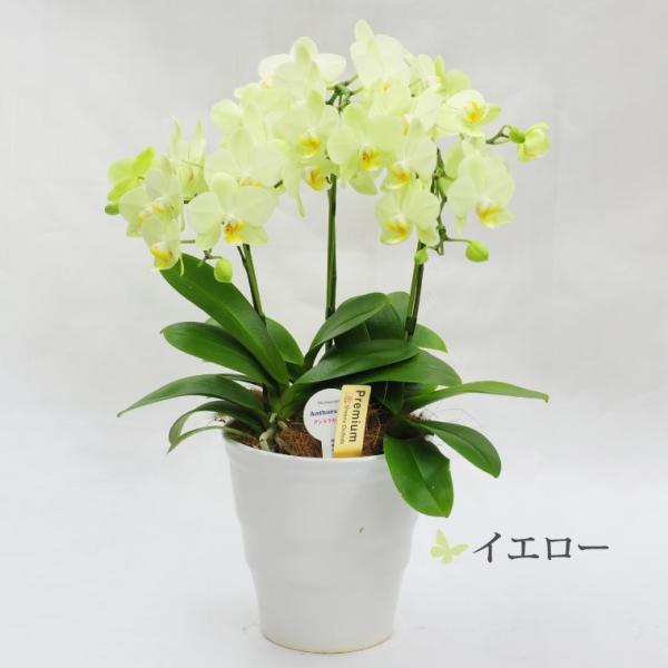 鉢植えの花 ギフトプレゼント 椎名洋ラン園 ミディ 胡蝶蘭 5.5号 3F 鉢花 コチョウラン 洋蘭 誕生日 還暦祝い 女性 古希 喜寿 お祝い 母 祖母の画像