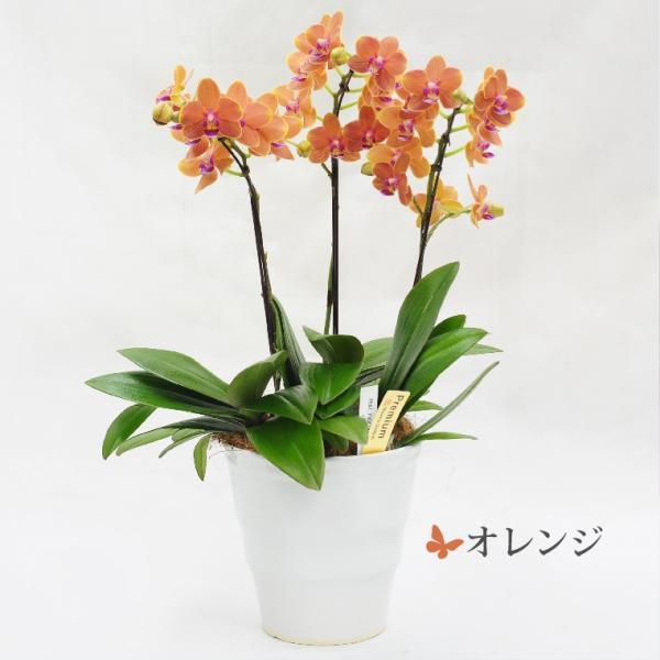 鉢植えの花 ギフトプレゼント 椎名洋ラン園 ミディ 胡蝶蘭 5.5号 3F 鉢花 コチョウラン 洋蘭 誕生日 還暦祝い 女性 古希 喜寿 お祝い 母 祖母の画像