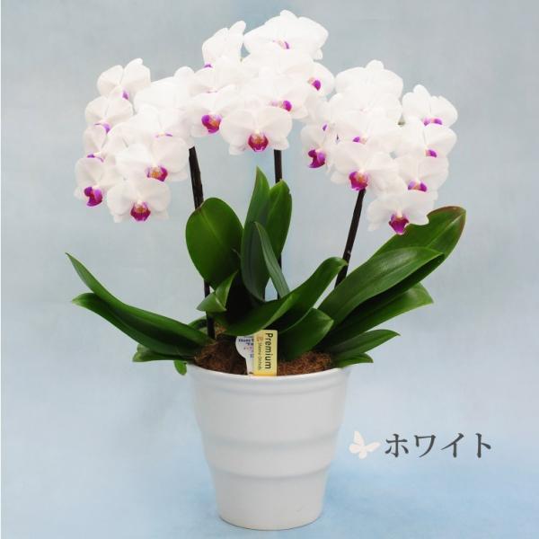 鉢植えの花 ギフトプレゼント 椎名洋ラン園 ミディ 胡蝶蘭 5.5号 3F 鉢花 コチョウラン 洋蘭 誕生日 還暦祝い 女性 古希 喜寿 お祝い 母 祖母の画像