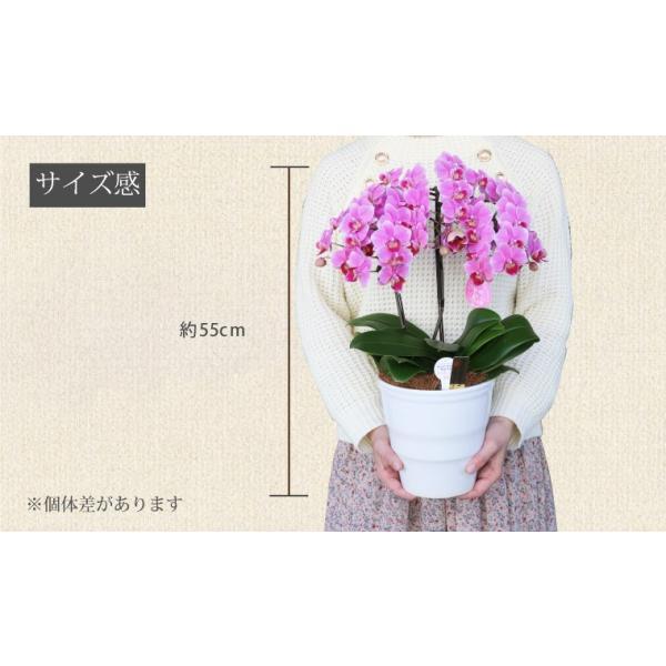 鉢植えの花 ギフトプレゼント 椎名洋ラン園 ミディ 胡蝶蘭 5.5号 3F 鉢花 コチョウラン 洋蘭 誕生日 還暦祝い 女性 古希 喜寿 お祝い 母 祖母の画像
