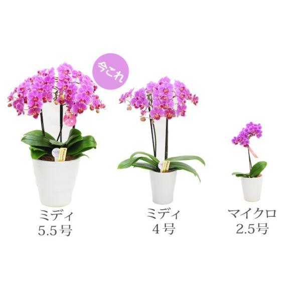 鉢植えの花 ギフトプレゼント 椎名洋ラン園 ミディ 胡蝶蘭 5.5号 3F 鉢花 コチョウラン 洋蘭 誕生日 還暦祝い 女性 古希 喜寿 お祝い 母 祖母の画像