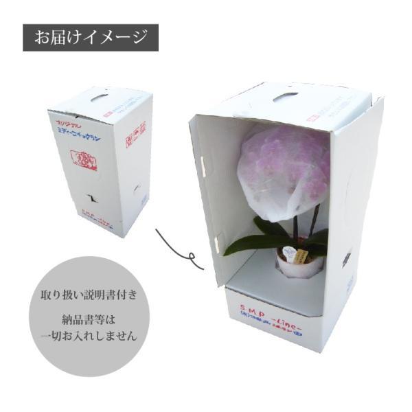 鉢植えの花 ギフトプレゼント 椎名洋ラン園 ミディ 胡蝶蘭 5.5号 3F 鉢花 コチョウラン 洋蘭 誕生日 還暦祝い 女性 古希 喜寿 お祝い 母 祖母の画像