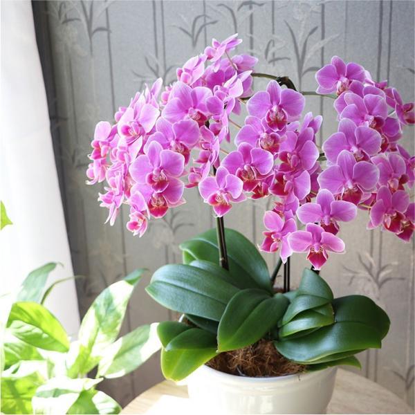 鉢植えの花 ギフトプレゼント 椎名洋ラン園 ミディ 胡蝶蘭 5.5号 3F 鉢花 コチョウラン 洋蘭 誕生日 還暦祝い 女性 古希 喜寿 お祝い 母 祖母の画像