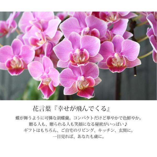 鉢植えの花 ギフトプレゼント 椎名洋ラン園 ミディ 胡蝶蘭 5.5号 3F 鉢花 コチョウラン 洋蘭 誕生日 還暦祝い 女性 古希 喜寿 お祝い 母 祖母の画像