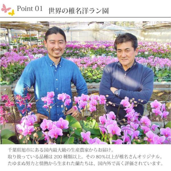 鉢植えの花 ギフトプレゼント 椎名洋ラン園 ミディ 胡蝶蘭 5.5号 3F 鉢花 コチョウラン 洋蘭 誕生日 還暦祝い 女性 古希 喜寿 お祝い 母 祖母の画像