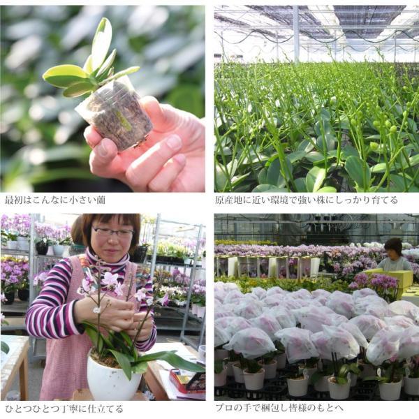 鉢植えの花 ギフトプレゼント 椎名洋ラン園 ミディ 胡蝶蘭 5.5号 3F 鉢花 コチョウラン 洋蘭 誕生日 還暦祝い 女性 古希 喜寿 お祝い 母 祖母の画像