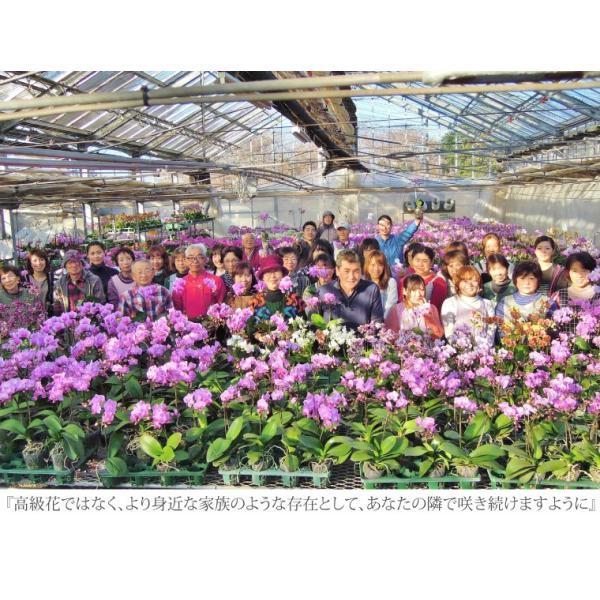鉢植えの花 ギフトプレゼント 椎名洋ラン園 ミディ 胡蝶蘭 5.5号 3F 鉢花 コチョウラン 洋蘭 誕生日 還暦祝い 女性 古希 喜寿 お祝い 母 祖母の画像
