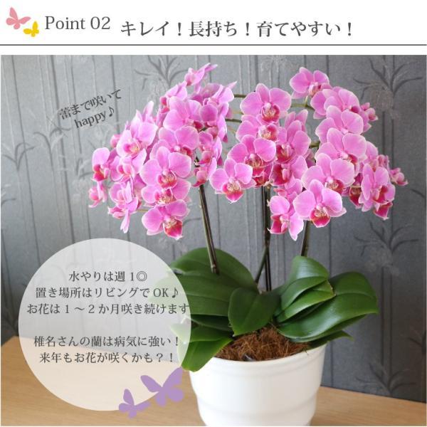 鉢植えの花 ギフトプレゼント 椎名洋ラン園 ミディ 胡蝶蘭 5.5号 3F 鉢花 コチョウラン 洋蘭 誕生日 還暦祝い 女性 古希 喜寿 お祝い 母 祖母の画像