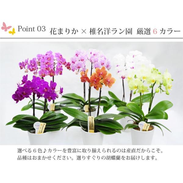 鉢植えの花 ギフトプレゼント 椎名洋ラン園 ミディ 胡蝶蘭 5.5号 3F 鉢花 コチョウラン 洋蘭 誕生日 還暦祝い 女性 古希 喜寿 お祝い 母 祖母の画像