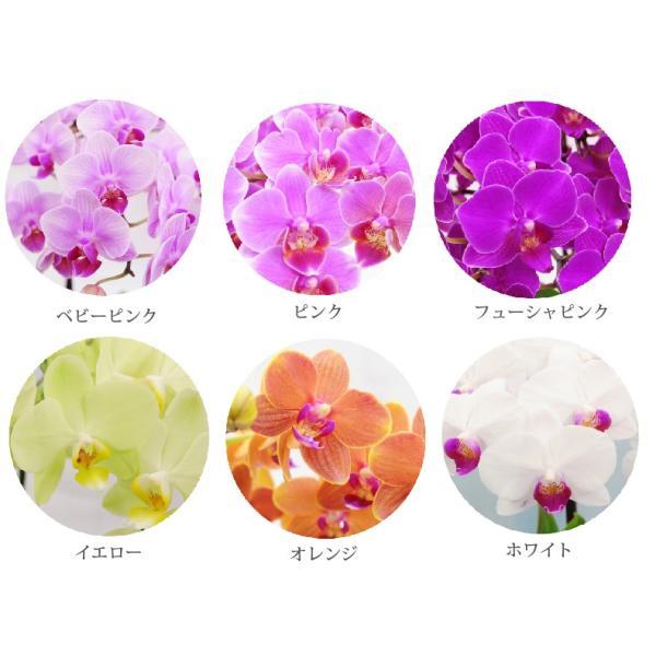 鉢植えの花 ギフトプレゼント 椎名洋ラン園 ミディ 胡蝶蘭 5.5号 3F 鉢花 コチョウラン 洋蘭 誕生日 還暦祝い 女性 古希 喜寿 お祝い 母 祖母の画像