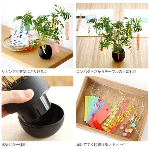プレゼント 盆栽 鉢 七夕 笹飾り 鉢植え 竹 短冊 七夕飾り