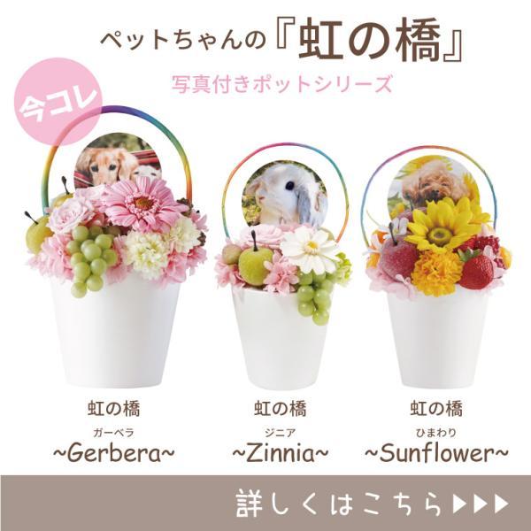 お供え 花 ペット 虹の橋 ガーベラ 写真付き お悔やみ プリザーブド