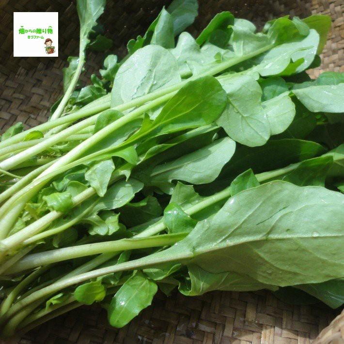 ルッコラ ロケット Rukkola Roquette Arugula 栽培期間中農薬不使用 化学肥料不使用 埼玉県産 １袋約７０ｇ 根元の茎の部分は切ってある場合あり 104 畑からの贈り物きづファーム 通販 Yahoo ショッピング