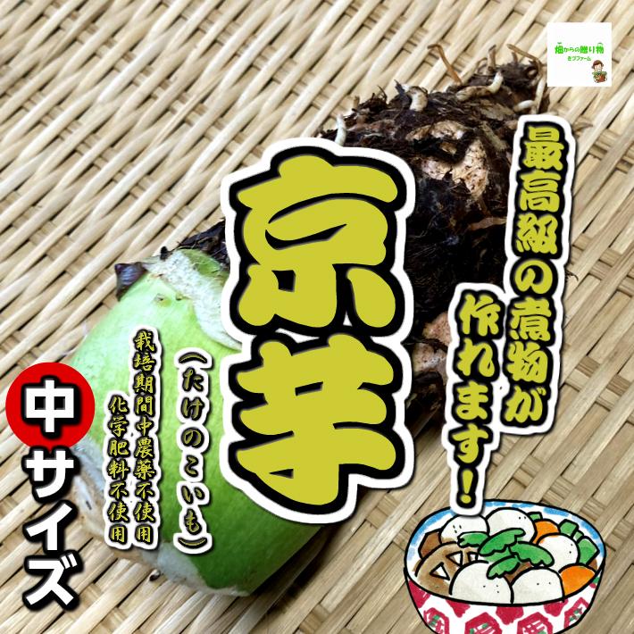 京芋(たけのこいも、タケノコイモ) 中サイズ1本500g前後 京芋(たけのこいも、タケノコイモ) 中サイズ1本500g前後