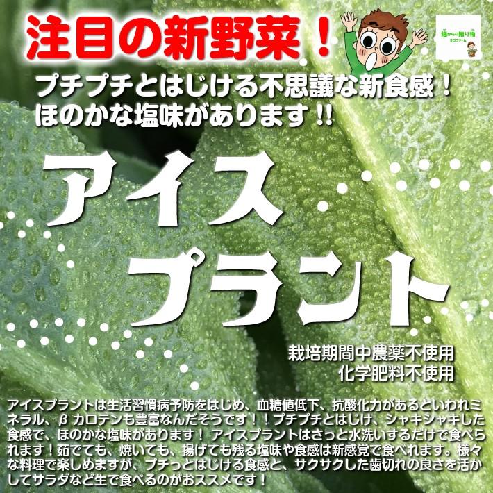アイスプラント 栽培期間中農薬不使用 化学肥料不使用 約１００ｇ 114 畑からの贈り物きづファーム 通販 Yahoo ショッピング
