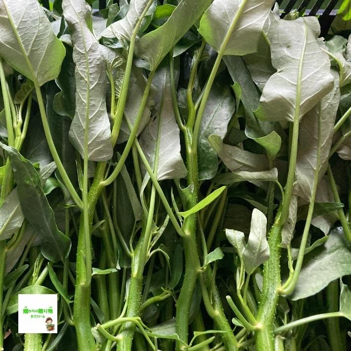 空芯菜 くうしんさい エンサイ エンツァイ ヨウサイ ウンチェーバー 栽培期間中農薬不使用 化学肥料不使用 埼玉県産 約１５０ｇ 116 畑からの贈り物きづファーム 通販 Yahoo ショッピング