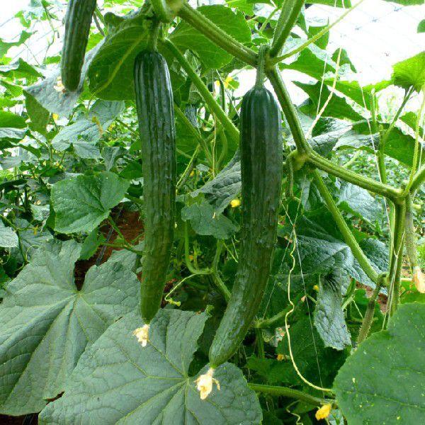 暑い時期の常温便配送ｏｋ きゅうり キュウリ 胡瓜 減農薬 化学肥料不使用 １袋２ ３本 12 畑からの贈り物きづファーム 通販 Yahoo ショッピング
