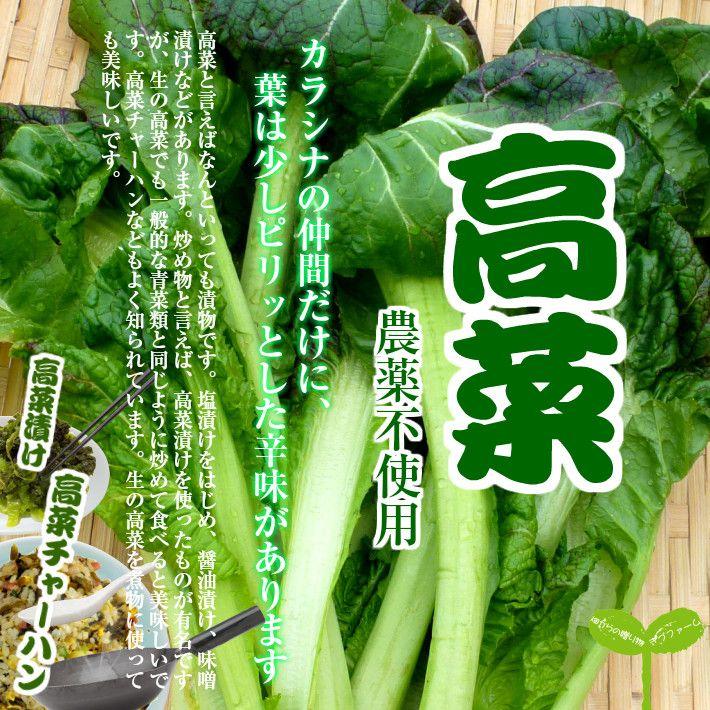 高菜 栽培期間中農薬不使用 約300g : 畑からの贈り物きづファーム