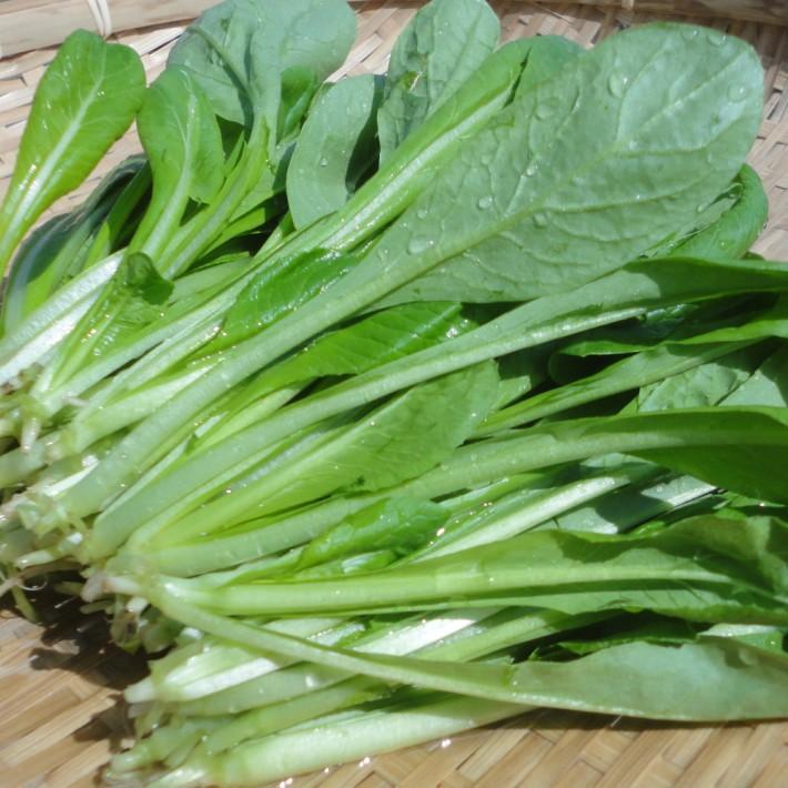 人気新品 サラダ小松菜 栽培期間中農薬不使用 1束約150g wantannas.go.id 人気新品 サラダ小松菜 栽培期間中農薬不使用 1束約150g wantannas.go.id