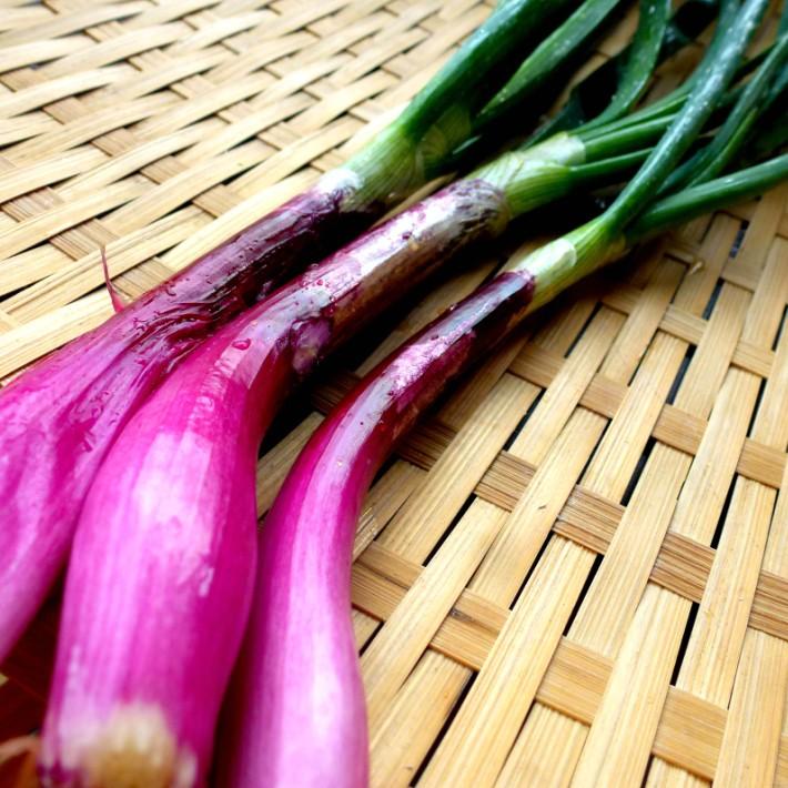 値下げ 育苗中農薬不使用 玉ネギ 紫葉たまねぎ 栽培期間中農薬不使用 1束 : 畑からの贈り物きづ