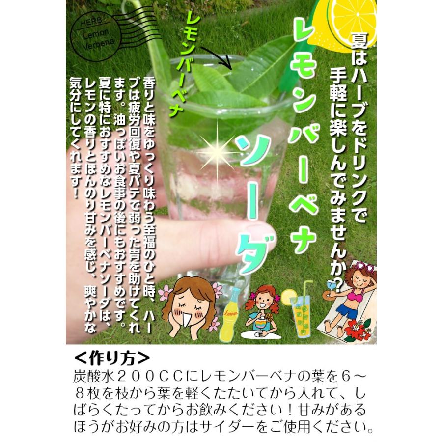 レモンバーベナ 栽培期間中農薬不使用 化学肥料不使用 １袋 0 畑からの贈り物きづファーム 通販 Yahoo ショッピング