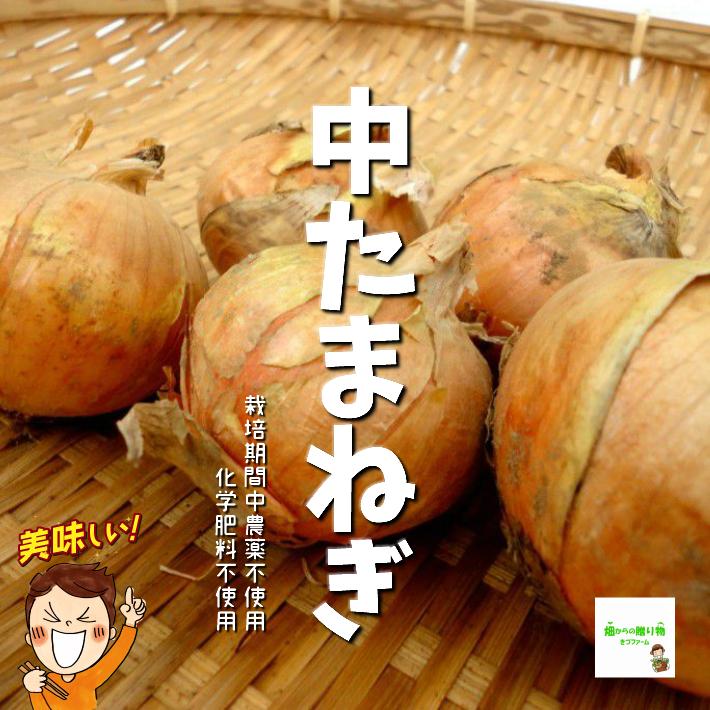 暑い時期の常温便配送ｏｋ 中たまねぎ 中玉ねぎ 中タマネギ 栽培期間中農薬不使用 化学肥料不使用 １袋約５００ｇ 1 畑からの贈り物きづファーム 通販 Yahoo ショッピング