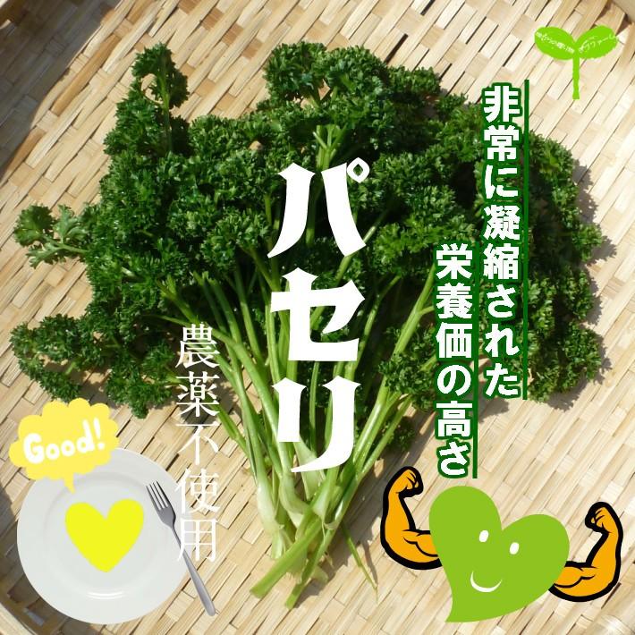 パセリ 栽培期間中農薬不使用 1束 4 畑からの贈り物きづファーム 通販 Yahoo ショッピング