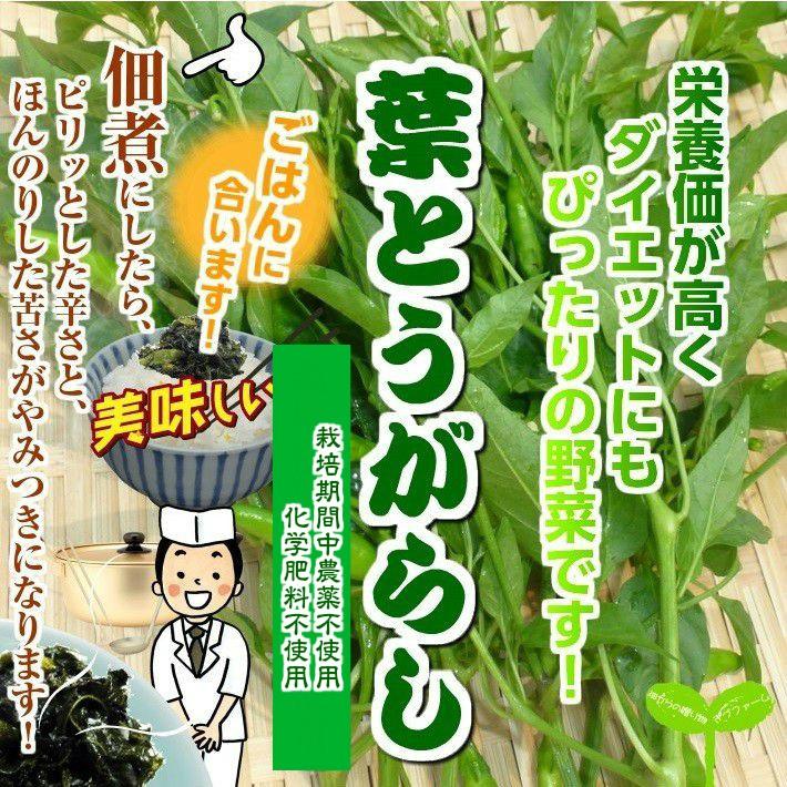 葉とうがらし 葉唐辛子 栽培期間中農薬不使用 化学肥料不使用 １束約２００g 2 畑からの贈り物きづファーム 通販 Yahoo ショッピング