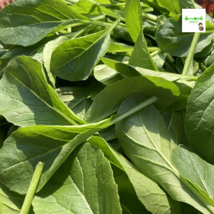 ベビーこまつ菜 ベビー小松菜 赤ちゃん小松菜 小松菜の幼葉 栽培期間中農薬不使用 化学肥料不使用 埼玉県産 １袋 267 畑からの贈り物きづファーム 通販 Yahoo ショッピング