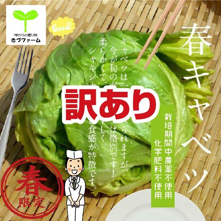 訳あり春キャベツ 栽培期間中農薬不使用・化学肥料不使用 訳あり春キャベツ 栽培期間中農薬不使用・化学肥料不使用