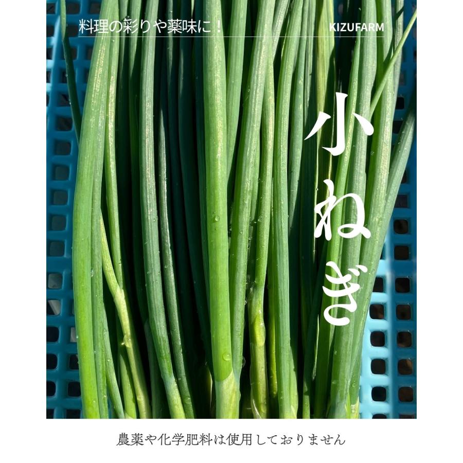 小ねぎ こねぎ 細ねぎ 万能ねぎ 栽培期間中農薬不使用 １束 303 畑からの贈り物きづファーム 通販 Yahoo ショッピング