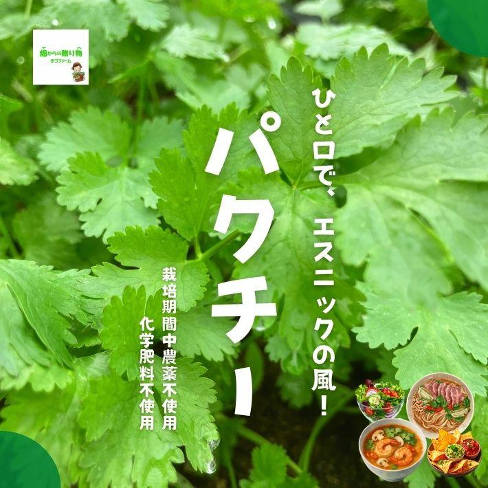 パクチー コリアンダー ザウムイ シラントロ シャンサイ 香菜 栽培期間中農薬不使用 化学肥料不使用 １袋 315 畑からの贈り物きづファーム 通販 Yahoo ショッピング