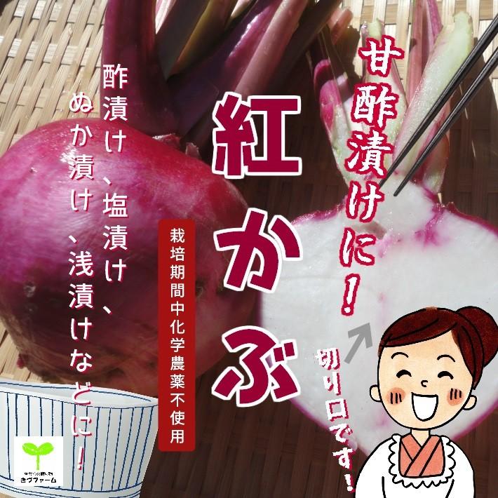 レビュー高評価の商品 紅かぶ 栽培期間中化学農薬不使用 １個