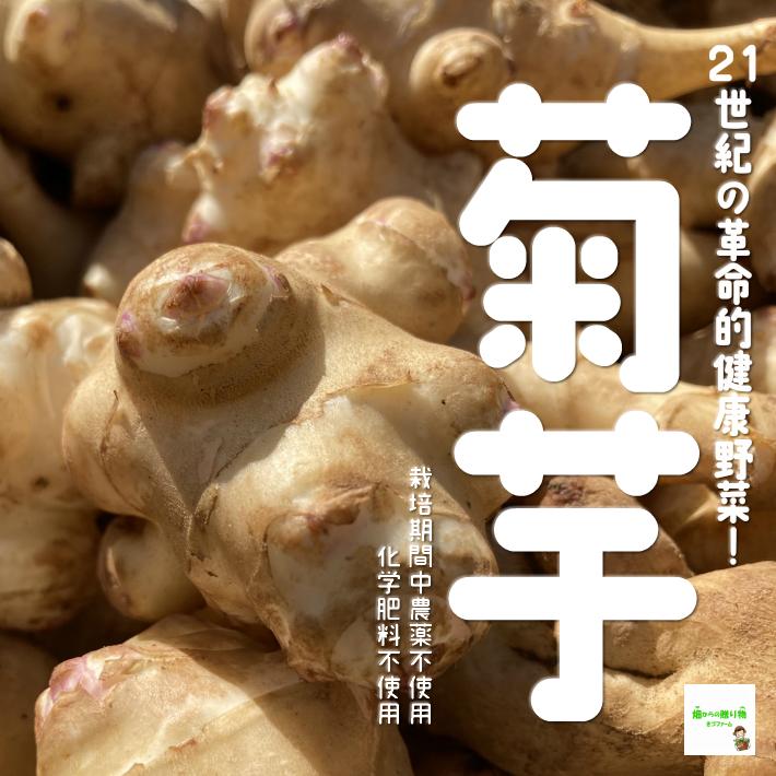菊芋 キクイモ 栽培期間中農薬不使用 化学肥料不使用 埼玉県産 １袋約５００ｇ サイズが小さいものも入っておりますので 予めご了承ください 40 畑からの贈り物きづファーム 通販 Yahoo ショッピング