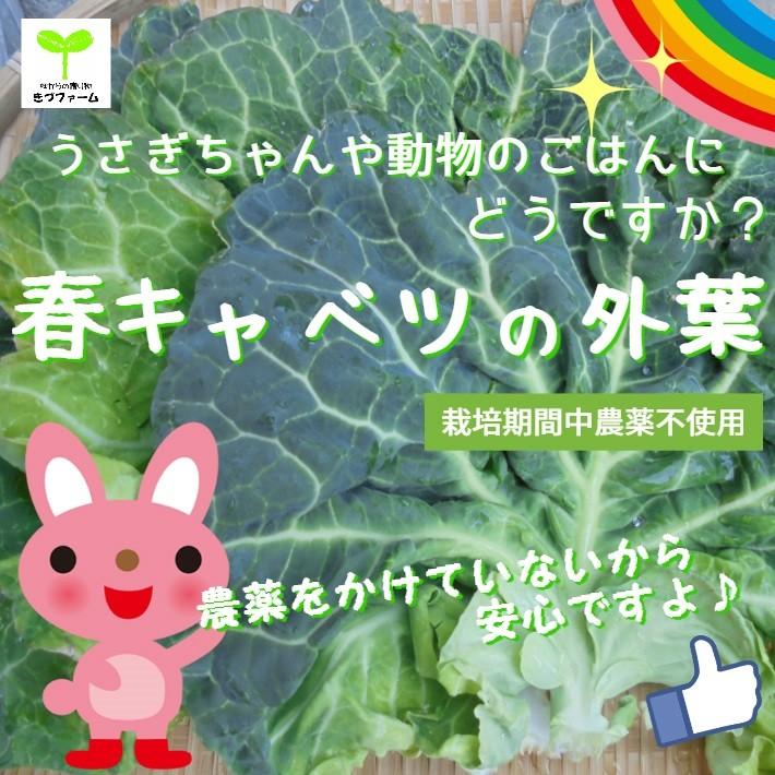 超ポイントバック祭 春キャベツの外葉 栽培期間中農薬不使用 １束 Wantannas Go Id