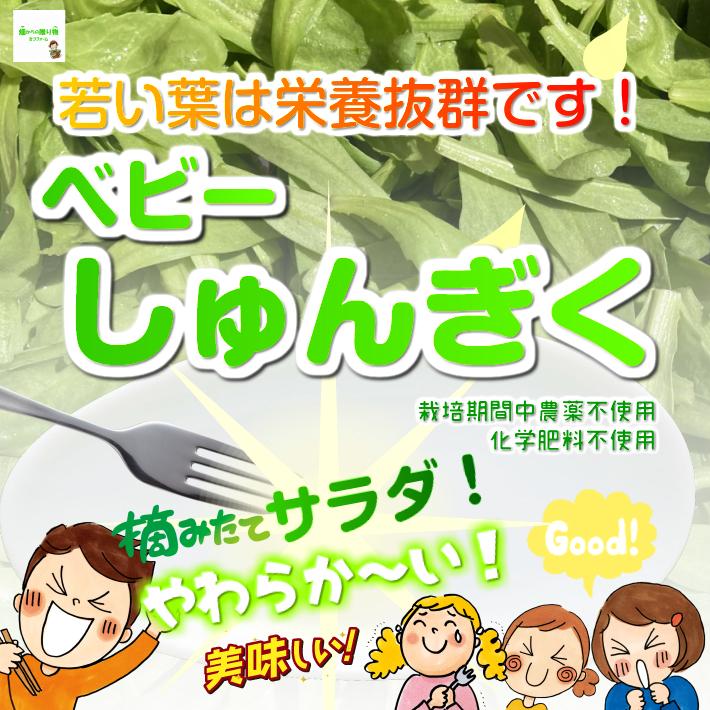54円 99 以上節約 ベビーしゅんぎく 春菊 シュンギク 栽培期間中農薬不使用 化学肥料不使用 埼玉県産 １袋
