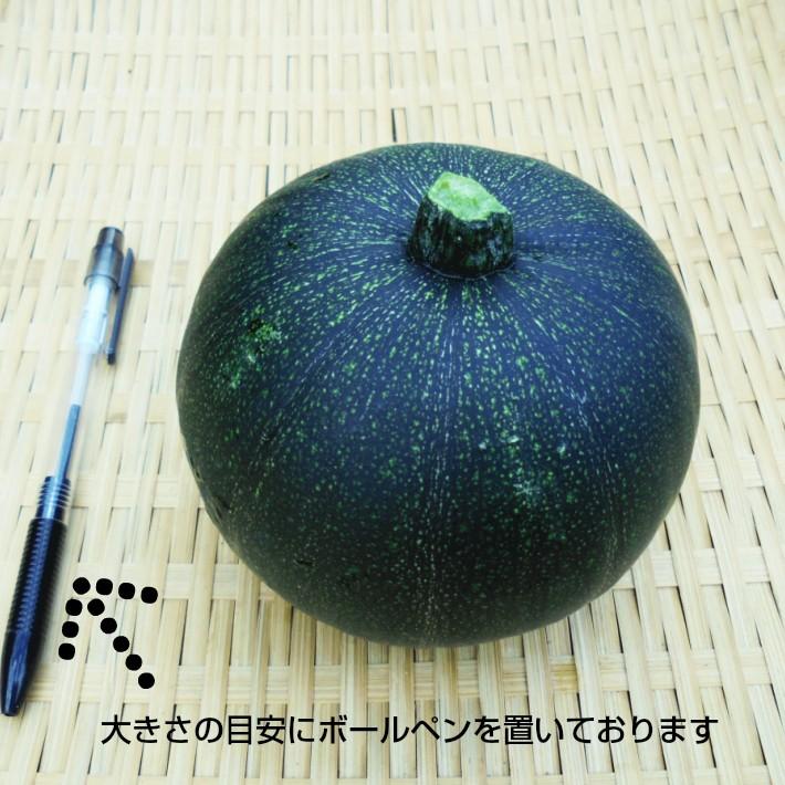 丸いズッキーニ ブラックエッグ 栽培期間中農薬節減 低農薬 １個 もしくは小さいのが２個 432 畑からの贈り物きづファーム 通販 Yahoo ショッピング