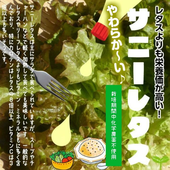 爆安 やわらか い サニーレタス 栽培期間中化学農薬不使用 １袋 葉が１枚ずつになっています 気温が高い季節はは赤紫色の部分が薄くなります