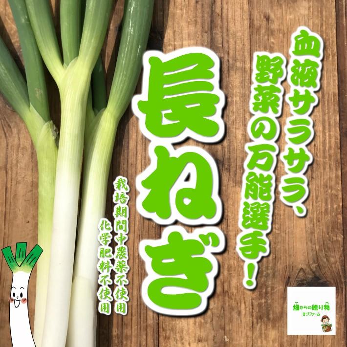 暑い時期の常温便配送ｏｋ 長ねぎ 白ねぎ 夏ねぎ 栽培期間中農薬不使用 化学肥料不使用 埼玉県産 ２ ３本