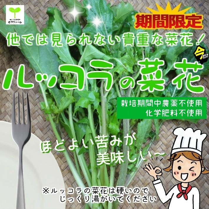 ルッコラの菜花 栽培期間中農薬不使用 化学肥料不使用 約１００g 激安店舗