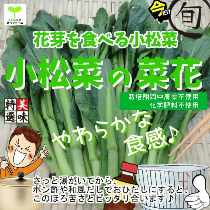新しい季節 小松菜 2袋 農薬不使用