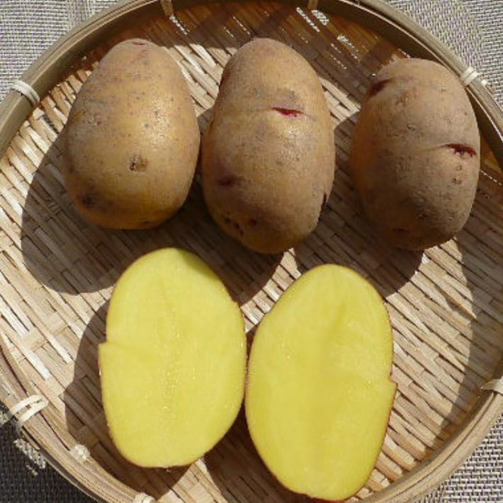 幻の　じゃがいも　ジャガイモ　01 幻のじゃがいも／北海道産 今金男爵 L～2Lサイズ【送料無料