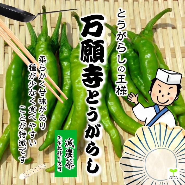 暑い時期の常温便配送ｏｋ 万願寺とうがらし 減農薬 化学肥料不使用 １袋 こちらの万願寺とうがらしは 種や苗ではありません 516 畑からの贈り物きづファーム 通販 Yahoo ショッピング