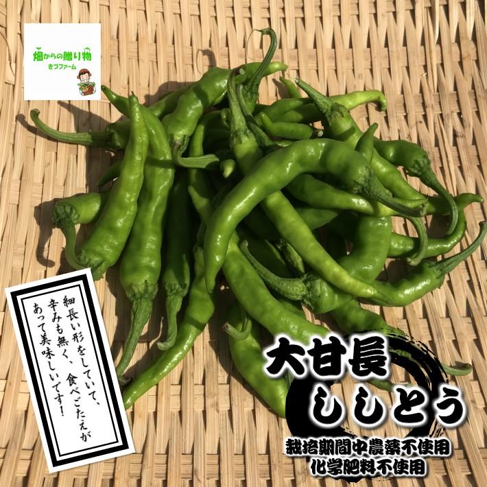 暑い時期の常温便配送ｏｋ 大甘長ししとう 栽培期間中農薬節減 減農薬 化学肥料不使用 １袋 601 畑からの贈り物きづファーム 通販 Yahoo ショッピング